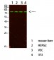 PI 3-kinase p85α Polyclonal Antibody