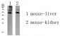 GLP1R Polyclonal Antibody