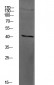 PAR4 Polyclonal Antibody