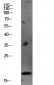 Caspase 3 p17 Polyclonal Antibody