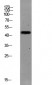 PAR1 (Cleaved-Ser42) Polyclonal Antibody