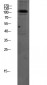 Na+/K+-ATPase α1 Polyclonal Antibody