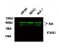 Alix Polyclonal Antibody