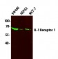 IL-1 Receptor 1 Polyclonal Antibody