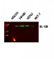 IL-12B Polyclonal Antibody