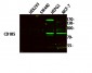 CD105 Polyclonal Antibody