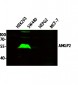 ANGP2 Polyclonal Antibody