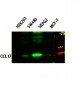 CCL17 Polyclonal Antibody