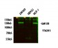 GM130 Polyclonal Antibody