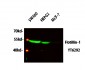 Flotillin-1 Polyclonal Antibody