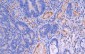 CD105 Antibody