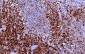 CD7 Antibody