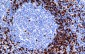 CD8 Antibody