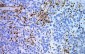 CD99 Antibody