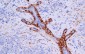 Calponin Antibody