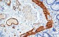 Desmin Antibody