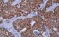 FOX A1 Antibody
