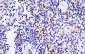 Granzyme B Antibody