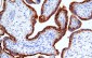 HCG Antibody