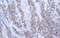 HIF-1α Antibody