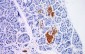 NSE Antibody