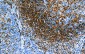 Pax-5 Antibody