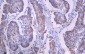 SDHA Antibody