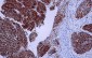 c-KIT/CD117 Antibody