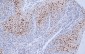 p21/WAF1 Antibody