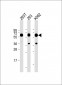 SET07 Antibody