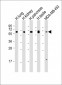 HHLA2 Antibody (N-term)