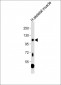 LGR5 Antibody (loop2)