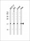 SUMO4 Antibody (M55 Wild type)