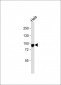 CD105 Antibody (Center E395)