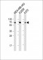 CD63 Antibody (C-term)