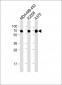 CD63 Antibody (C-term)