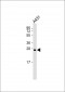 CAPNS1 Antibody