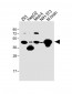 STRADA Antibody (C-term)