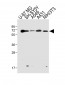 Epsin2 Antibody (N-term)