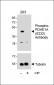 Phospho-PDHE1A(S232) Antibody