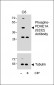 Phospho-PDHE1A(S232) Antibody
