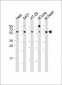 CDC25B Antibody (Center)