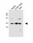 MTNR1A Antibody (Center)