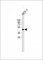 TSG101 Antibody (N-term)