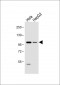 LGR5 antibody (N-term)