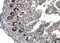 LGR5 antibody (N-term)