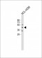 EDG6 Antibody (N-term)