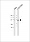 FGL2 Antibody (C-term)