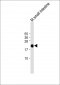 REG3G Antibody  (Center)