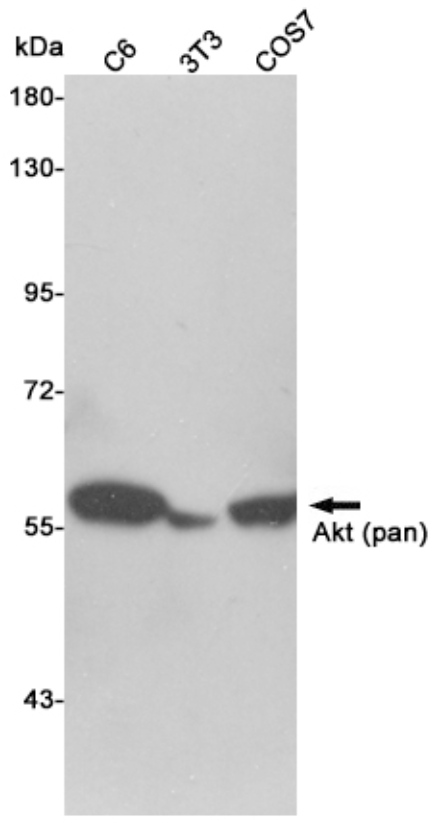 AKT (pan) (5A11) Mouse mAb